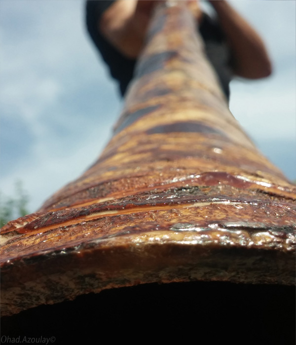 ללמוד לנגן בקלות בדידג'רידו