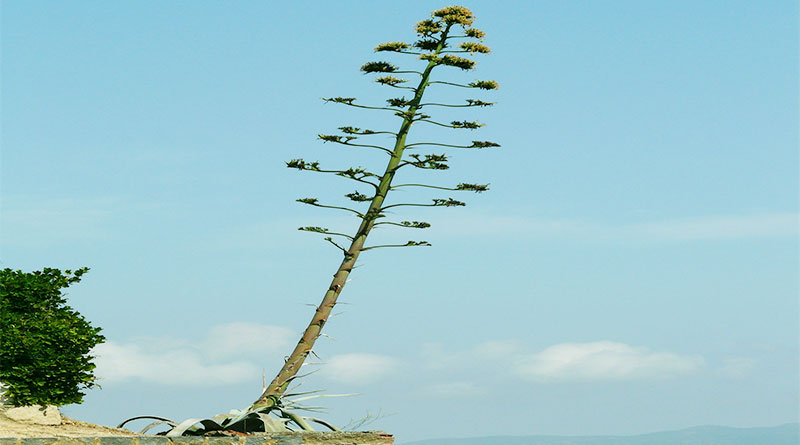 הכנת ובניית דידג'