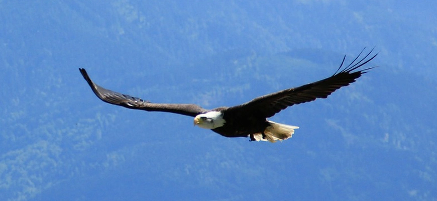השפה בתנועה של יסוד אוויר - קבוצת לימוד